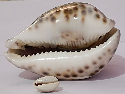 Why You Should Always Wear Or Carry A Cowrie Shell