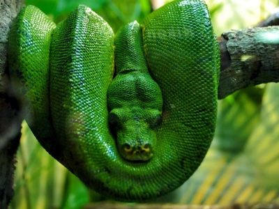 Snakes Remind Us The Importance Of Paying Attention To Traditions And Patterns